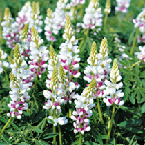Lupin Seeds - Pink Fairy