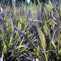 Prairie Seeds -Ornamental Grass Black Madras
