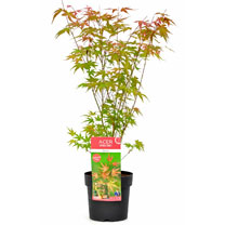 Acer palmatum Plant - Phoenix 40/50