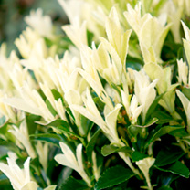 Euonymus Plant - Paloma Blanca