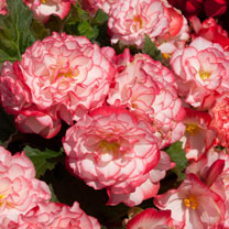 Begonia Plants - Nonstop rose Petticoat