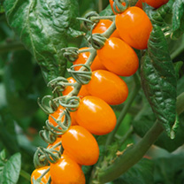 Grafted Tomato Plant - F1 Santorange