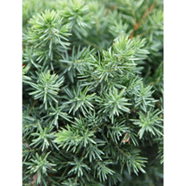 Juniperus conferta Plant - Schlager