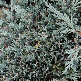 Juniperus horizontalis Plant - Icee Blue