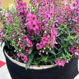 Angelonia Plants - Serena Rose