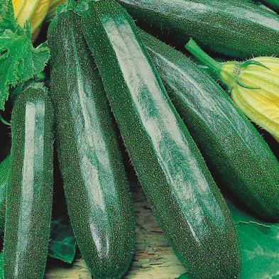 Johnsons Courgette Primula F1 Seeds
