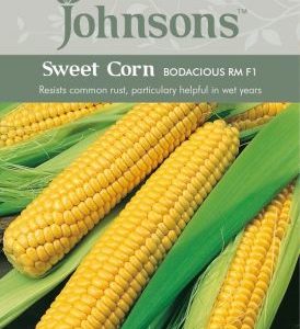 Johnsons Sweet Corn Bodacious RM Seeds