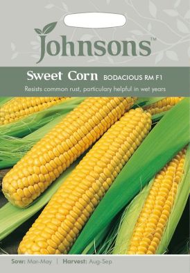 Johnsons Sweet Corn Bodacious RM Seeds