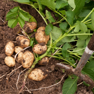 Arran Pilot Seed Potatoes 1kg