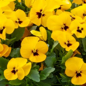 Pansy Cascadia XL Trailing (Autumn) Yellow Blotch 12 Mega Plants