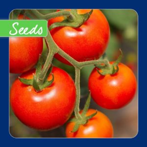 Tomato Gardener's Delight 50 Seeds