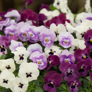 Viola F1 Sorbet XP Raspberry Sundae Mixed 12 Mega Plants