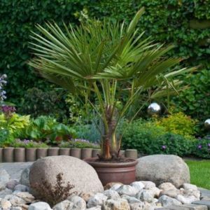 Hardy Fan Palm Trachycarpus Fortunei - Single Established Potted Plant