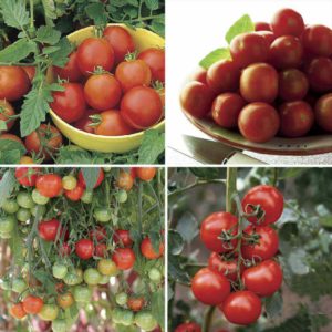 Tomato Mixed Pack 12 Large Plants