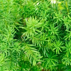 Yew Hedging Plant - Taxus Baccata