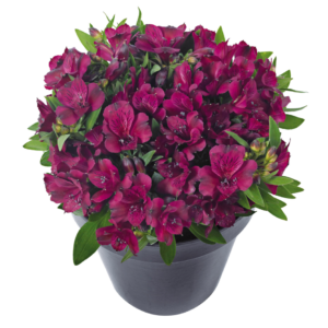 Alstroemeria Inticanha Dark Purple 13cm Pot Plants - Set of 6