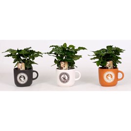 Coffee Plant in a Mug