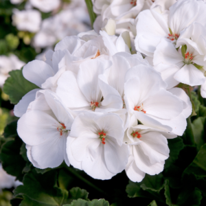 Geranium Zonal Designer White 24 Premium Large Plants