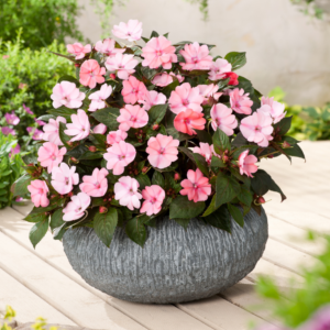 Impatiens SunPatiens Compact Blush Pink 13cm Pot Plants - Set of 3