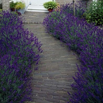 Lavender Hidcote - 10x Hedging Plants