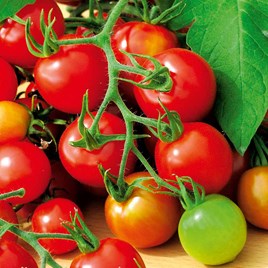 Tomato Seeds - Red Alert