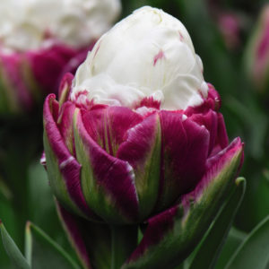 Tulip Ice Cream 5 Bulbs