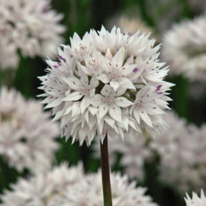Allium Graceful Beauty