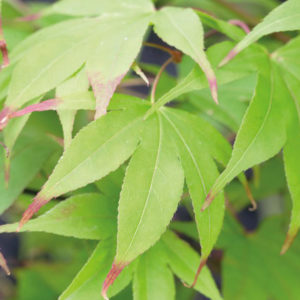 Acer 'Osakazuki' plant