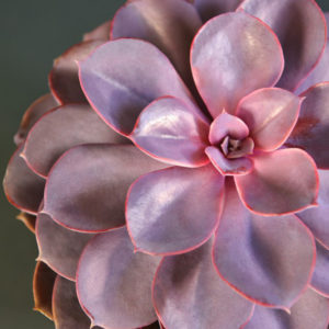 Echeveria Purple Pearl - Shine like a Pearl 12cm Pot x 1