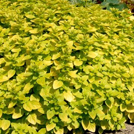 Herb Plant, Marjoram Golden