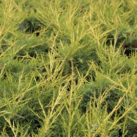 Juniperus communis Plant - Arnold