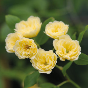 Rose banksiae 'Lutea'