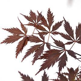 Acer Palmatum Plant - Black Lace