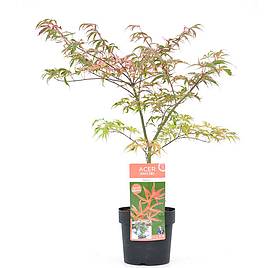 Acer Palmatum Plant - Shirazz