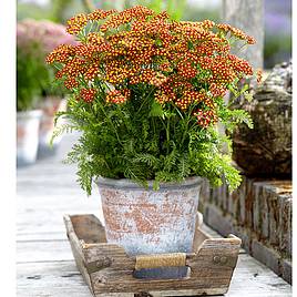 Achillea Plant - Milly Rock Red