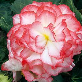 Begonia Plants - Nonstop Rose Petticoat