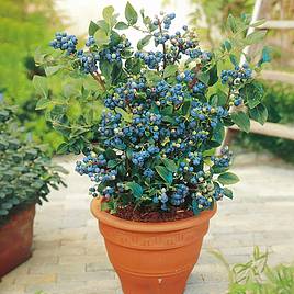 Blueberry Plants - Collection