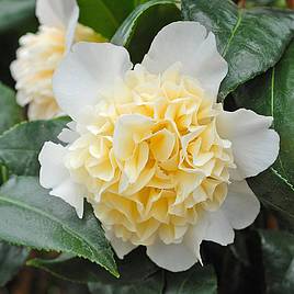 Camellia Japonica Brushfield Yellow