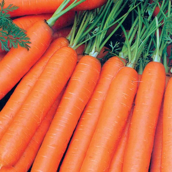 Carrot (Organic) Seeds - Resistafly F1
