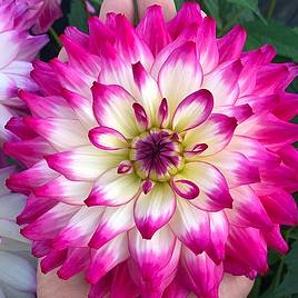 Dahlia Plant - LaBella® Maggiore Rose Bicolour