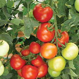 Grafted Tomato Plant - Moneymaker