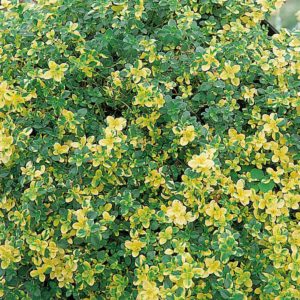Herb Plant - Thyme (Lemon) Doone Valley