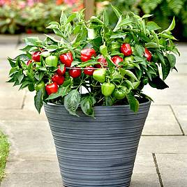 Patio Vegetable Plants - Collection