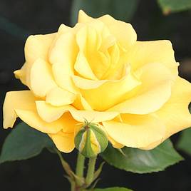 Rose (Bush) Precious Gold 3 Litre Pot x 1