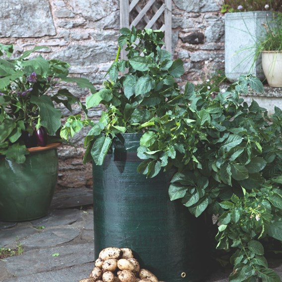 Seed Potatoes - Bargain Patio Growing Kits