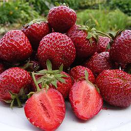 Strawberry Plants - Honeoye