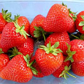 Strawberry Plants - Malling Allure
