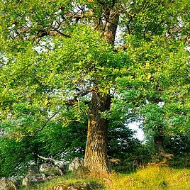 Truffle Tree - Oak