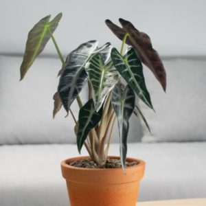 Alocasia Bambino Arrow Indoor Plant In 12cm Pot