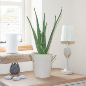 Aloe Vera Indoor Plant 50cm Tall In 15cm Pot